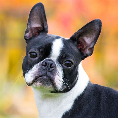 boston terrier for sale southern california